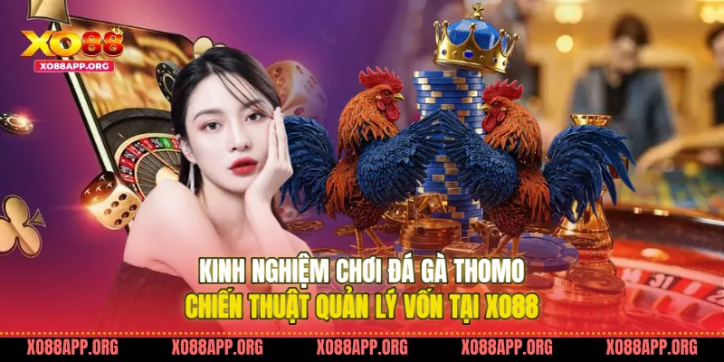 Kinh Nghiệm Chơi Đá Gà Thomo Chiến Thuật Quản Lý Vốn Tại Xo88
